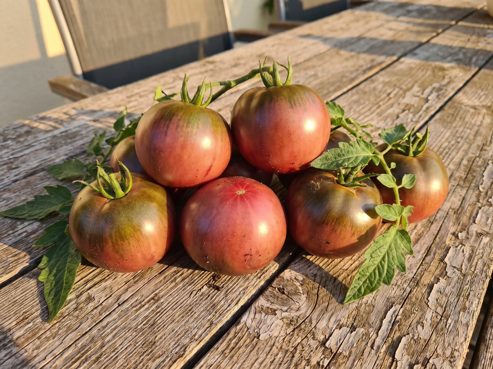 Freshly picked Indigo Apple tomatoes