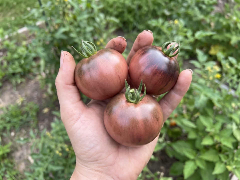A ripe Indigo Apple tomato held in a gardener's hand