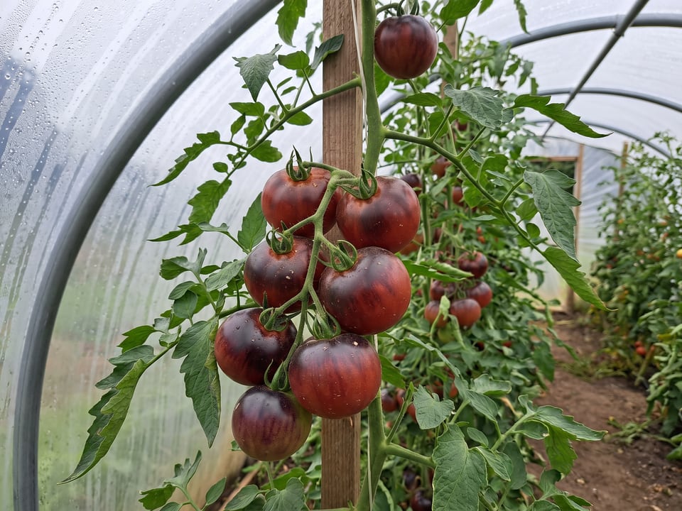 Indigo Apple tomatoes ripening on the vine under cover