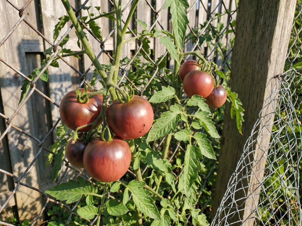 Indigo Apple tomato plant in a garden bed with ripe fruit on the vine