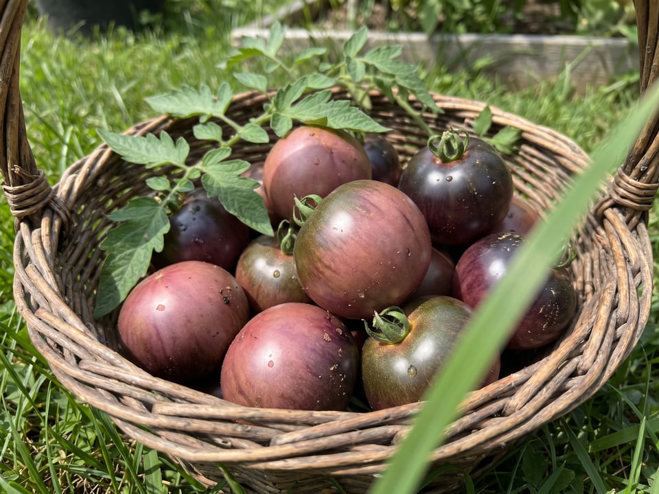 Freshly picked Indigo Rose tomatoes