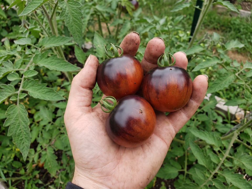 A ripe Indigo Rose tomato held in a gardener's hand