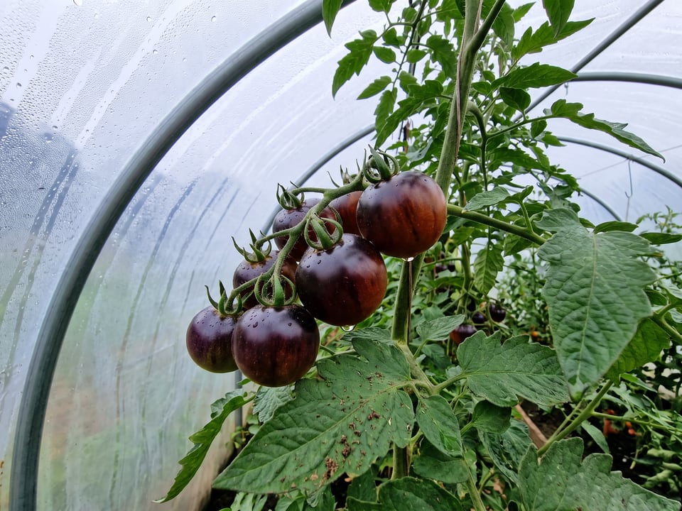 Indigo Rose tomatoes ripening on the vine under cover