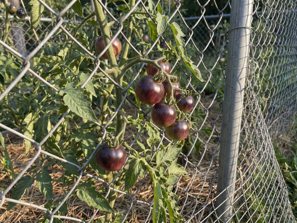 Indigo Rose tomato plant in a garden bed with ripe fruit on the vine