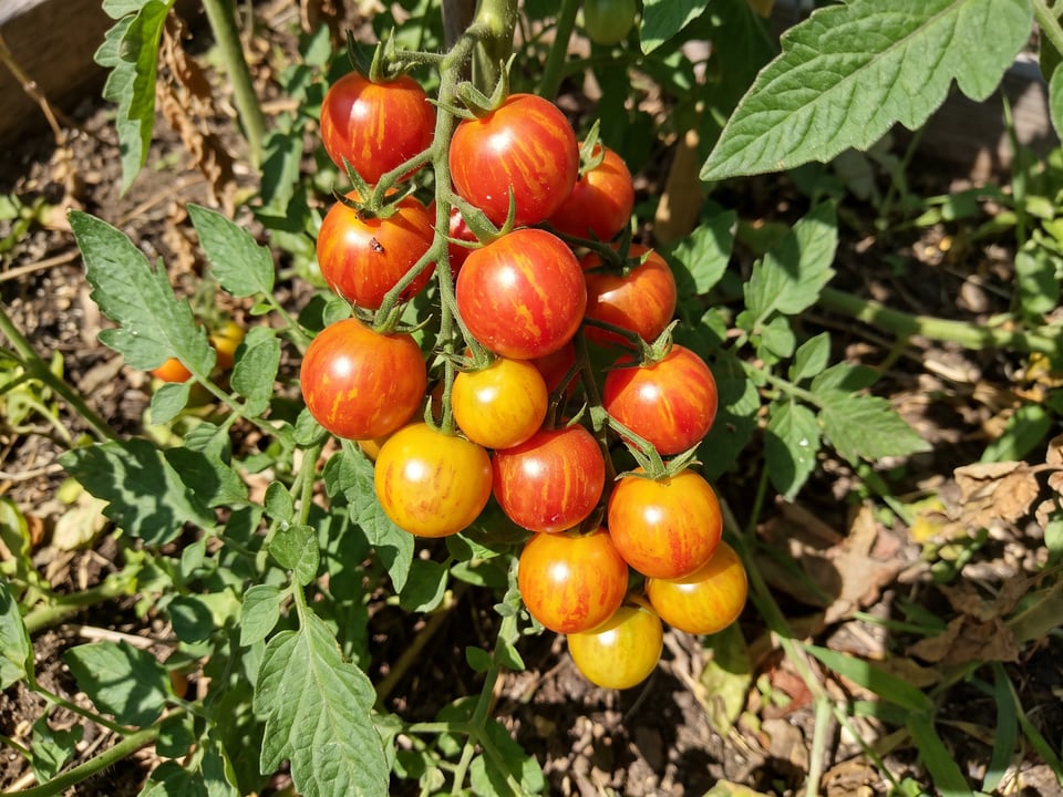A truss of Isis Candy tomatoes