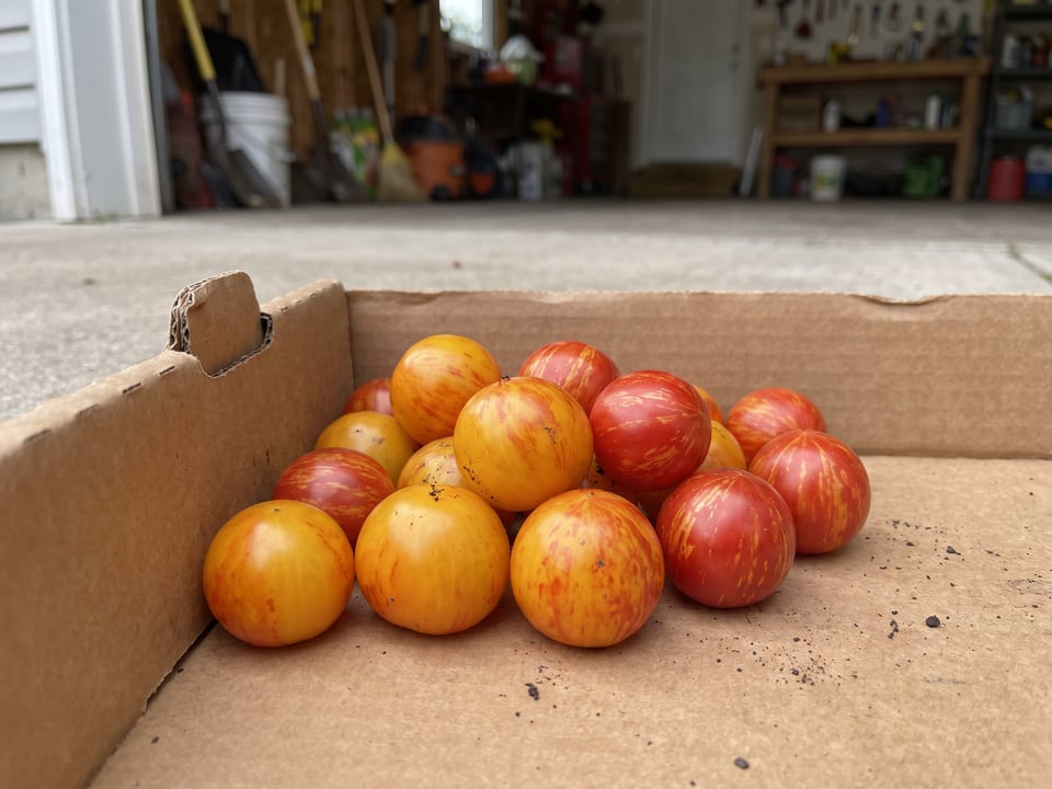 Freshly picked Isis Candy tomatoes
