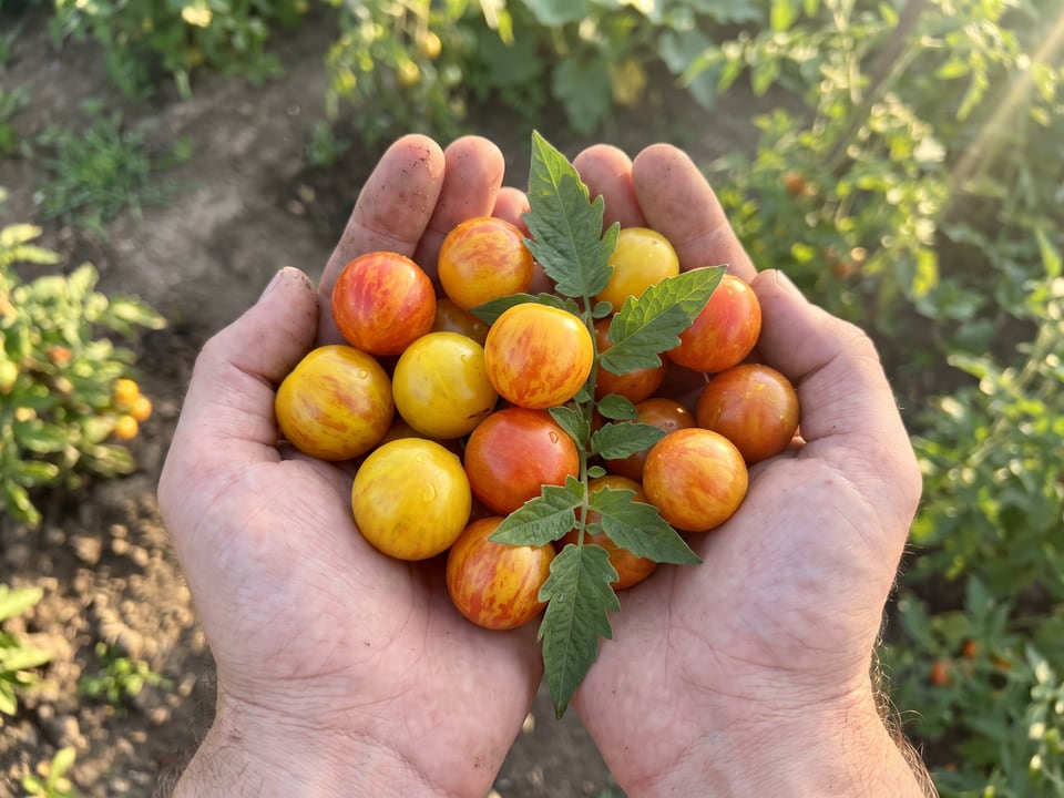 A ripe Isis Candy tomato held in a gardener's hand