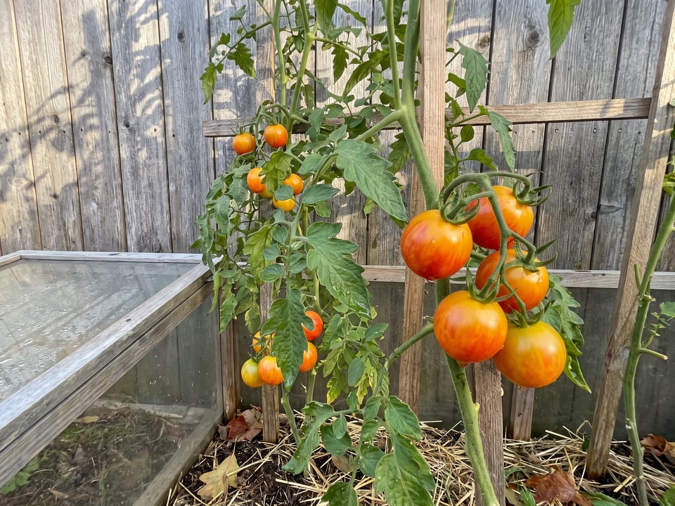 Isis Candy tomatoes ripening on the vine under cover
