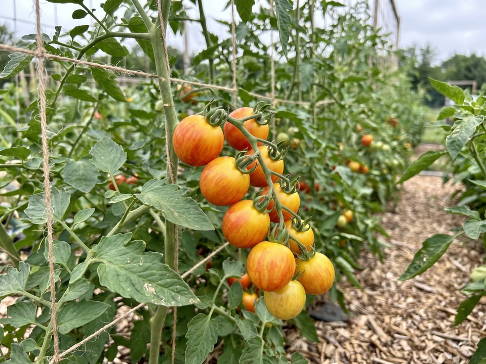 Isis Candy tomato plant in a garden bed with ripe fruit on the vine