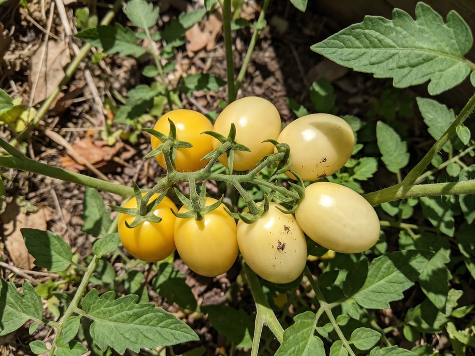 A truss of Ivory Egg tomatoes