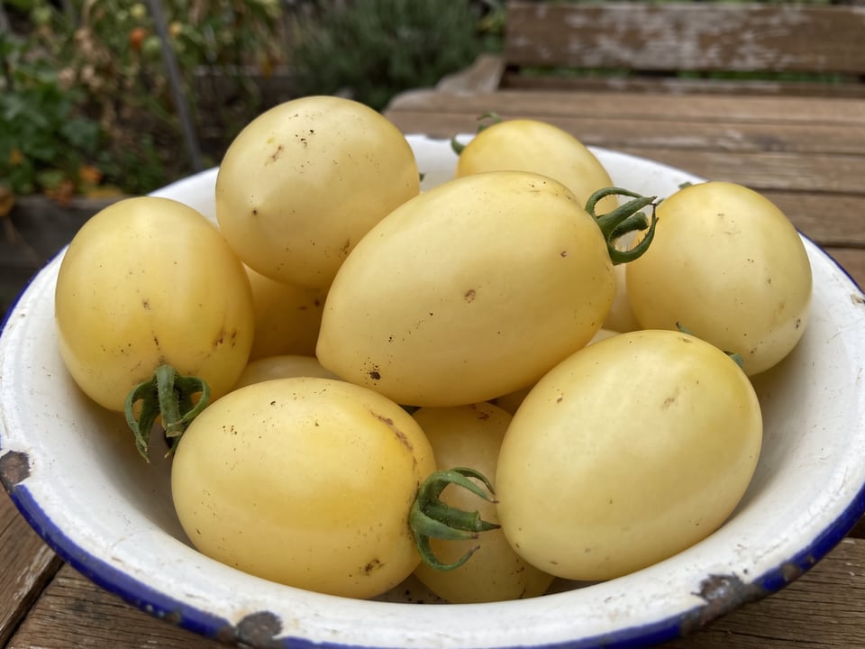 Freshly picked Ivory Egg tomatoes