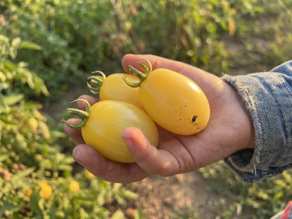 A ripe Ivory Egg tomato held in a gardener's hand
