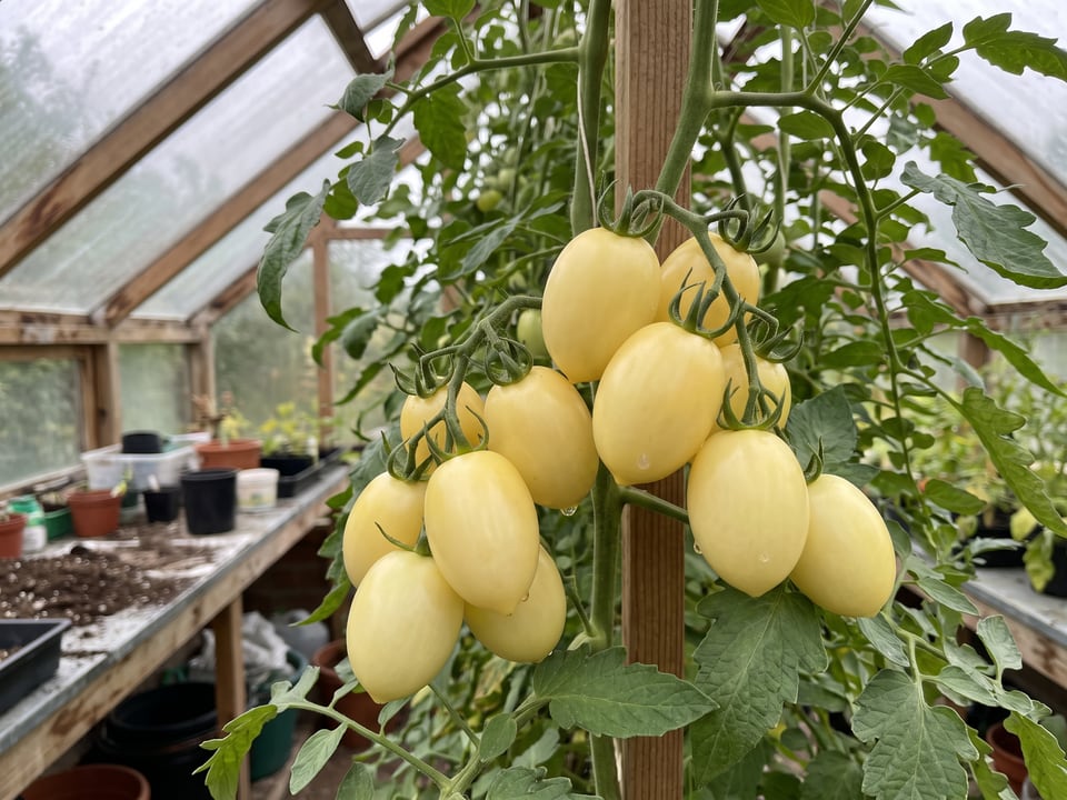 Ivory Egg tomatoes ripening on the vine under cover