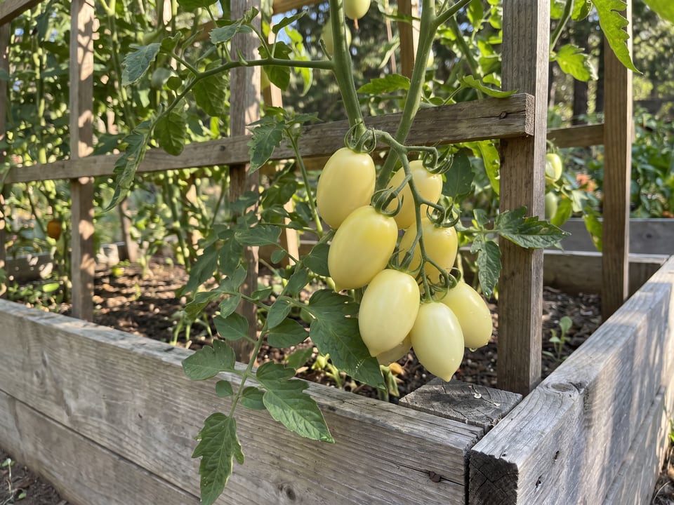 Ivory Egg tomato plant in a garden bed with ripe fruit on the vine
