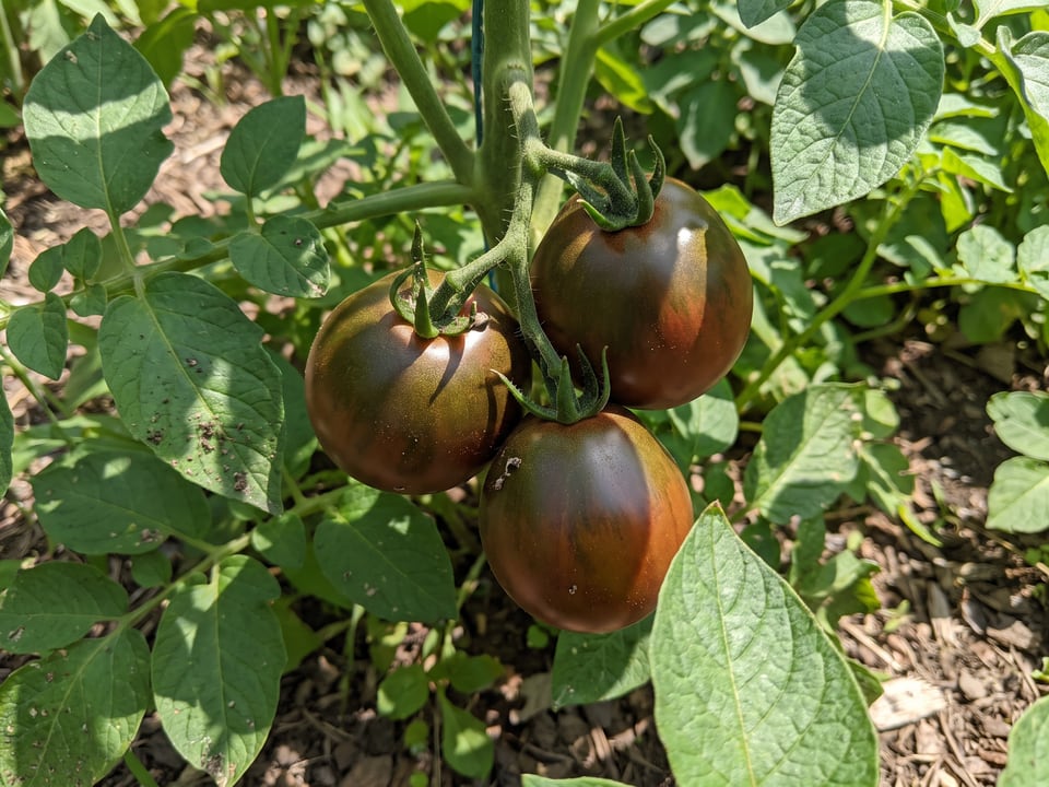 A truss of Japanese Black Trifele tomatoes