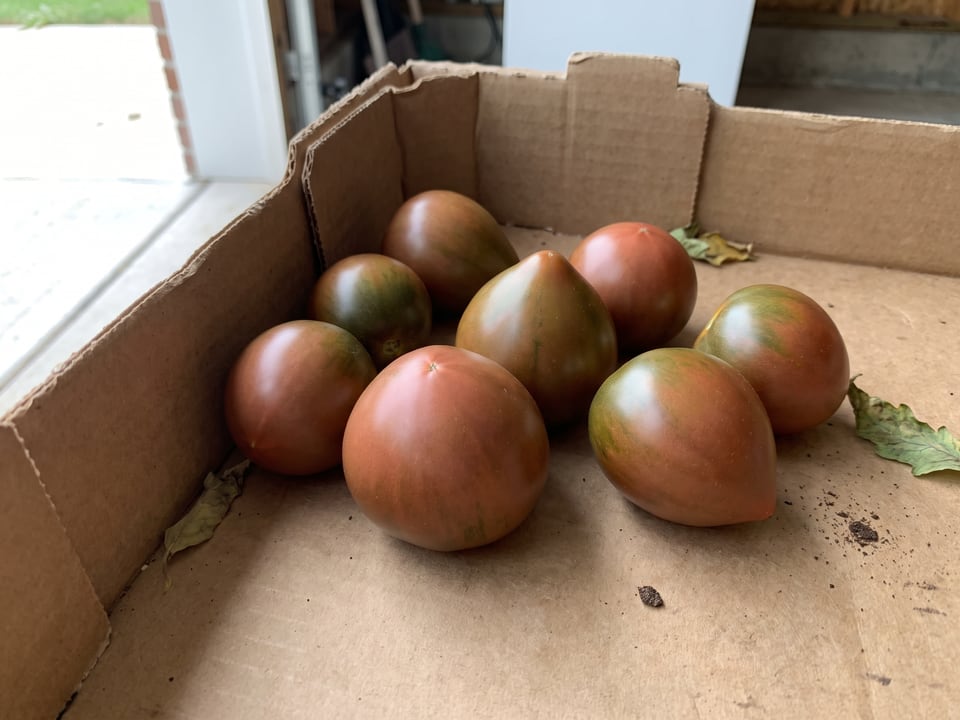 Freshly picked Japanese Black Trifele tomatoes