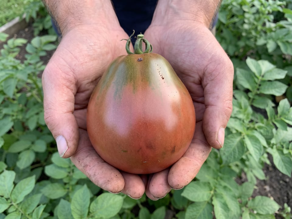 A ripe Japanese Black Trifele tomato held in a gardener's hand