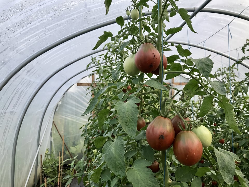 Japanese Black Trifele tomatoes ripening on the vine under cover