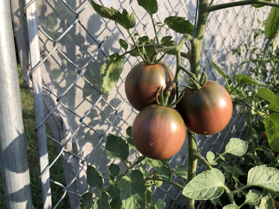 Japanese Black Trifele tomato plant in a garden bed with ripe fruit on the vine