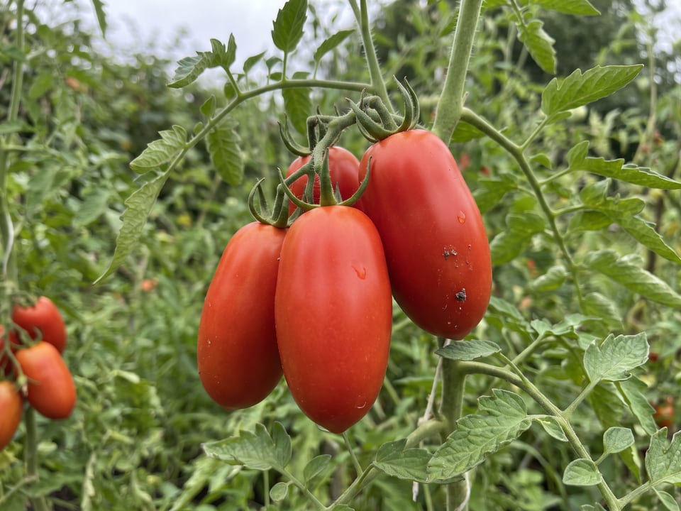 A truss of Jersey Devil tomatoes