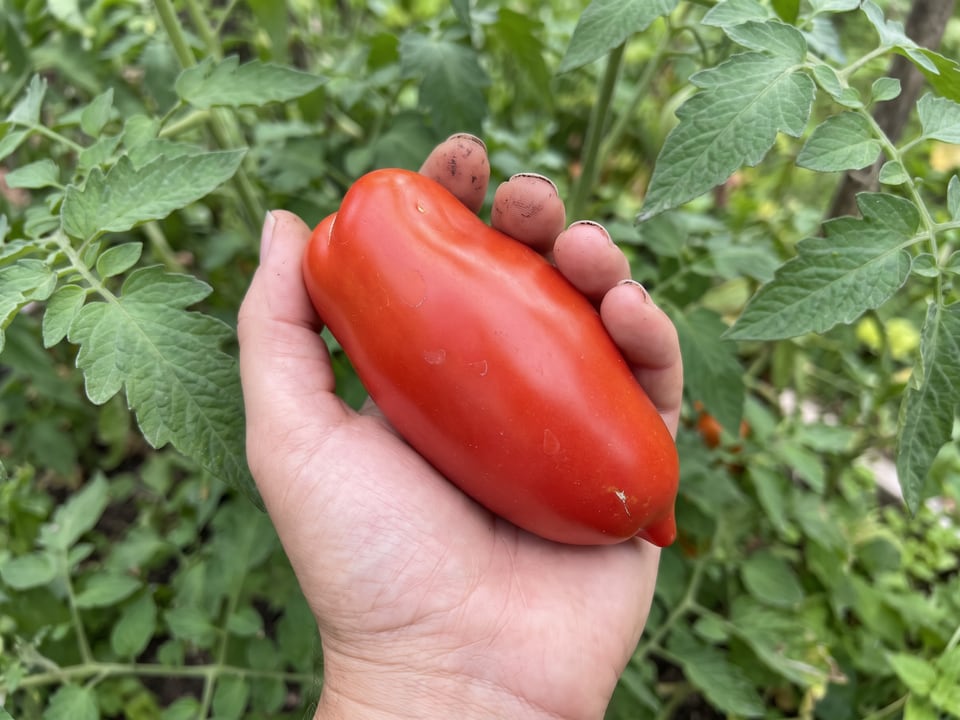 A ripe Jersey Devil tomato held in a gardener's hand