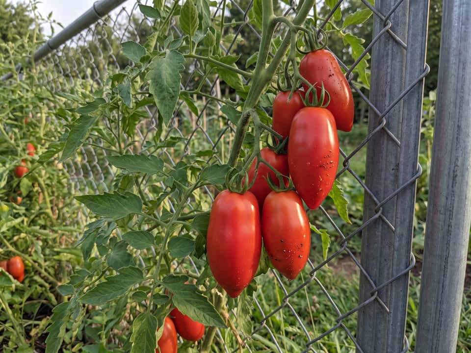 Jersey Devil tomato plant in a garden bed with ripe fruit on the vine