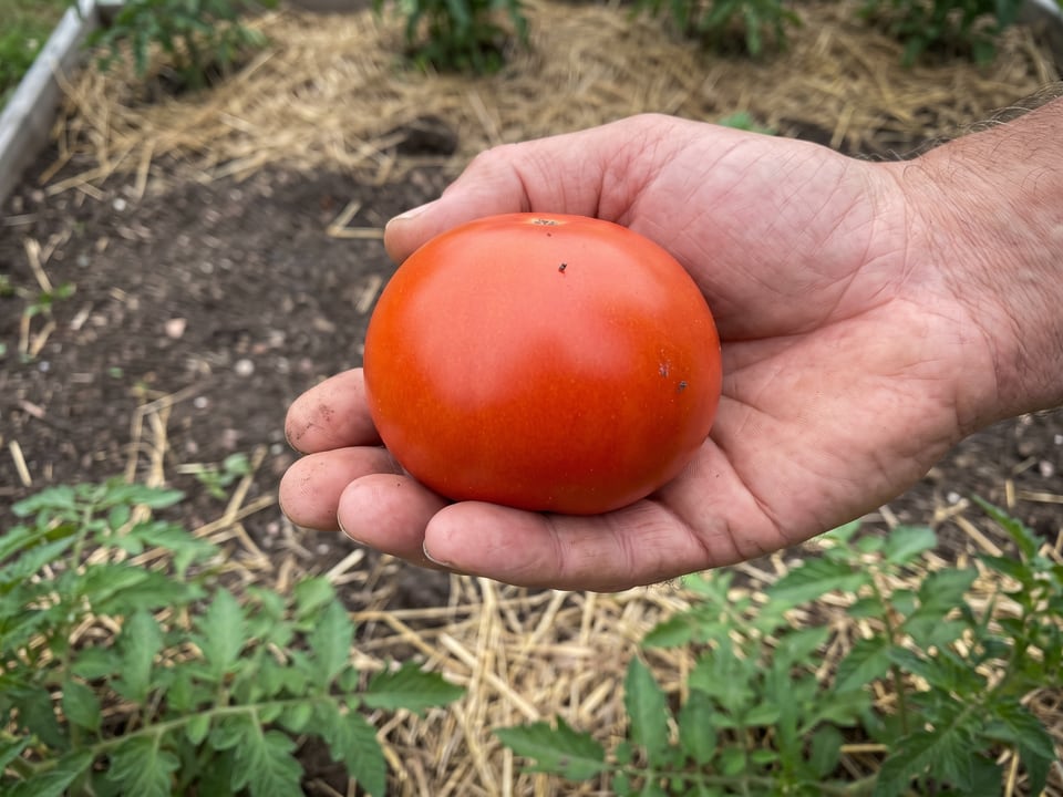 A ripe Jet Star tomato held in a gardener's hand