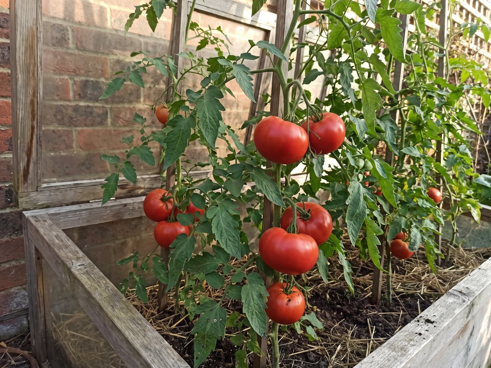 Jet Star tomatoes ripening on the vine under cover