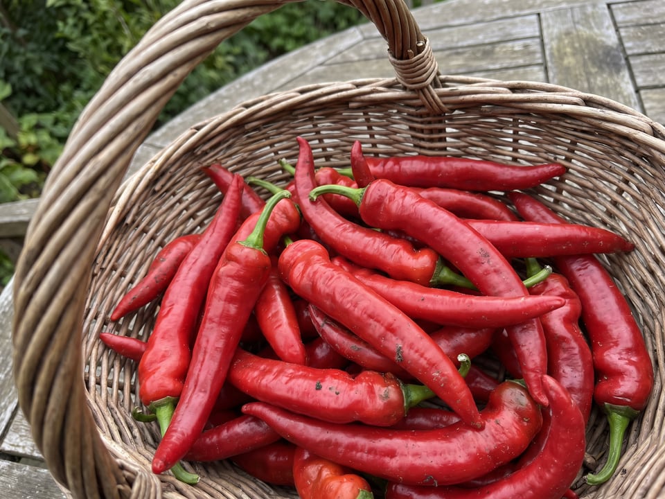Freshly picked Jimmy Nardello peppers