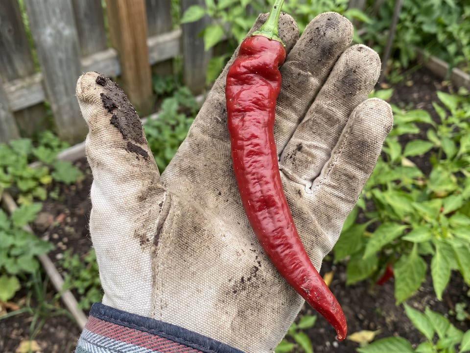A ripe Jimmy Nardello pepper pod held in a gardener's hand