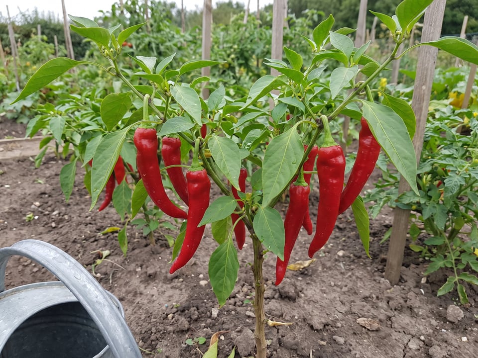 How to grow peppers: from seed to harvest