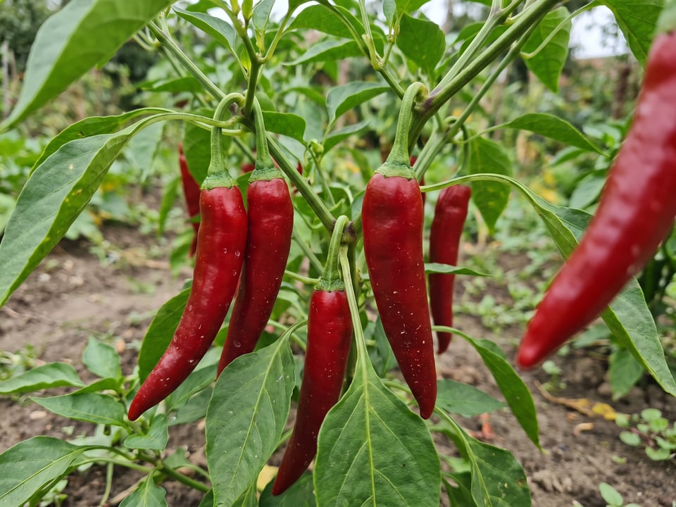 Ripe Jimmy Nardello pepper pods on the plant