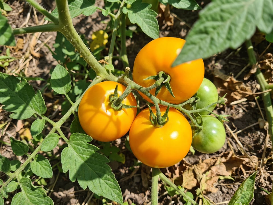 A truss of Jubilee tomatoes