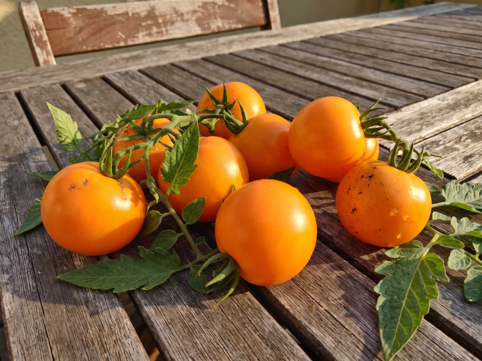 Freshly picked Jubilee tomatoes