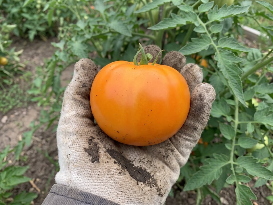 A ripe Jubilee tomato held in a gardener's hand