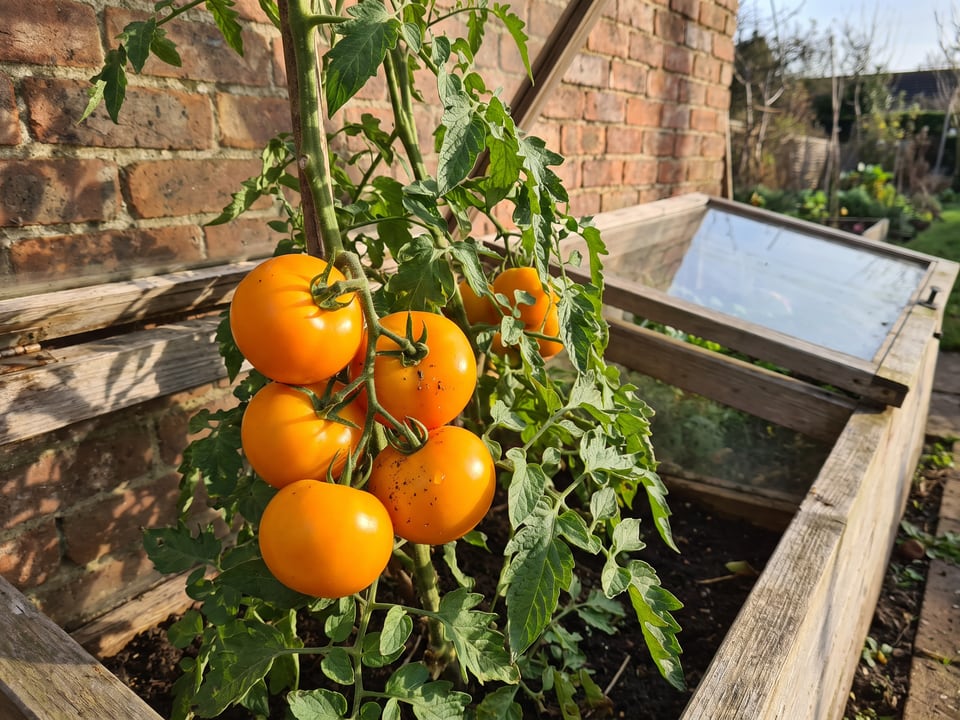 Jubilee tomatoes ripening on the vine under cover
