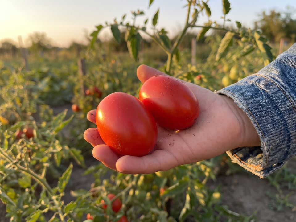A ripe Juliet tomato held in a gardener's hand
