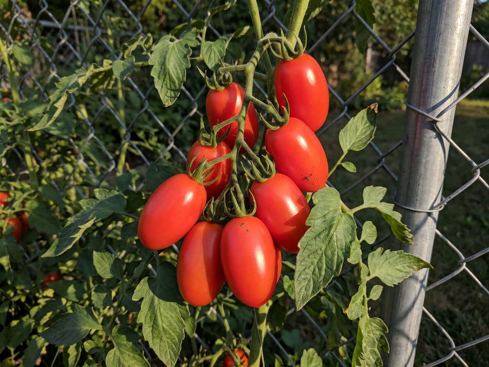 Juliet tomato plant in a garden bed with ripe fruit on the vine