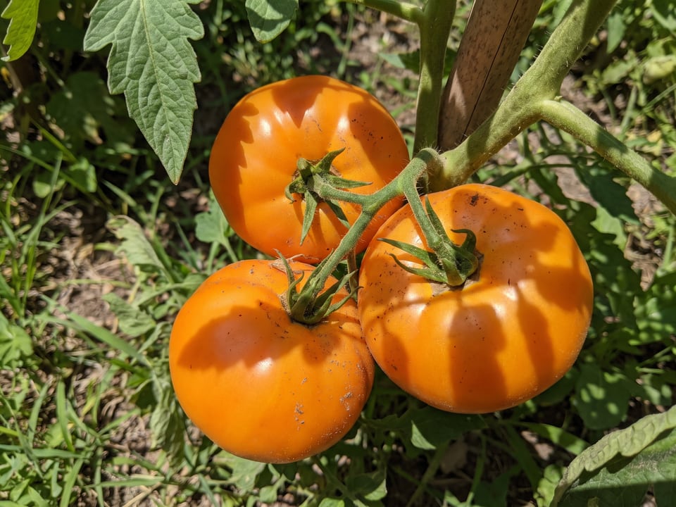 A truss of Kellogg's Breakfast tomatoes