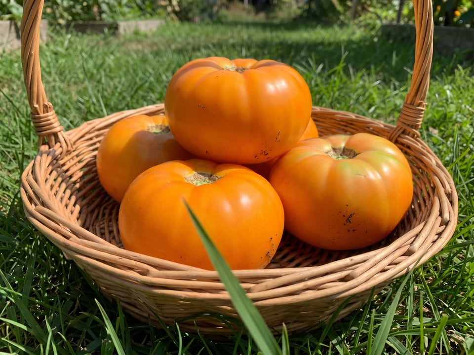 Freshly picked Kellogg's Breakfast tomatoes
