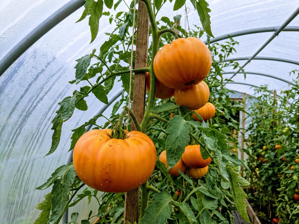 Kellogg's Breakfast tomatoes ripening on the vine under cover