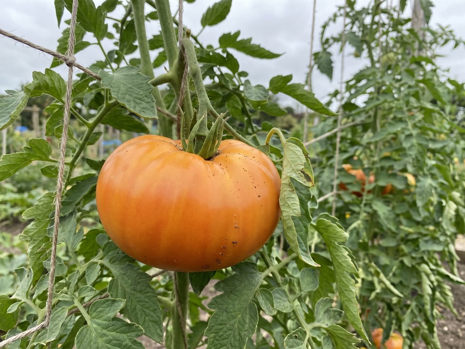 Kellogg's Breakfast tomato plant in a garden bed with ripe fruit on the vine