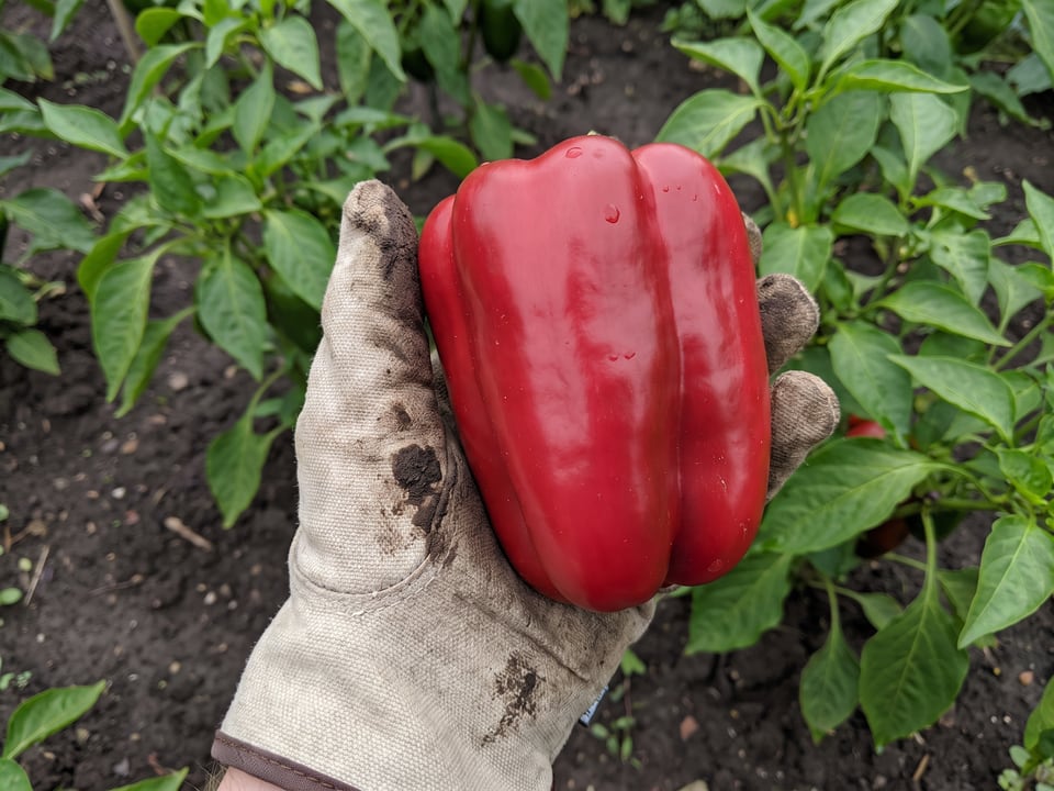 A ripe King of the North pepper pod held in a gardener's hand