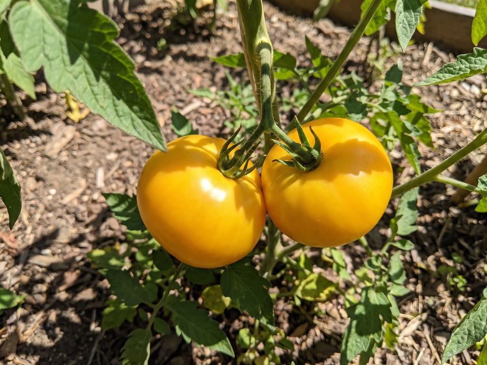 A truss of Lemon Boy tomatoes