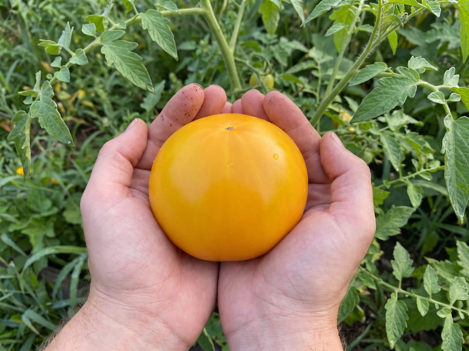 A ripe Lemon Boy tomato held in a gardener's hand