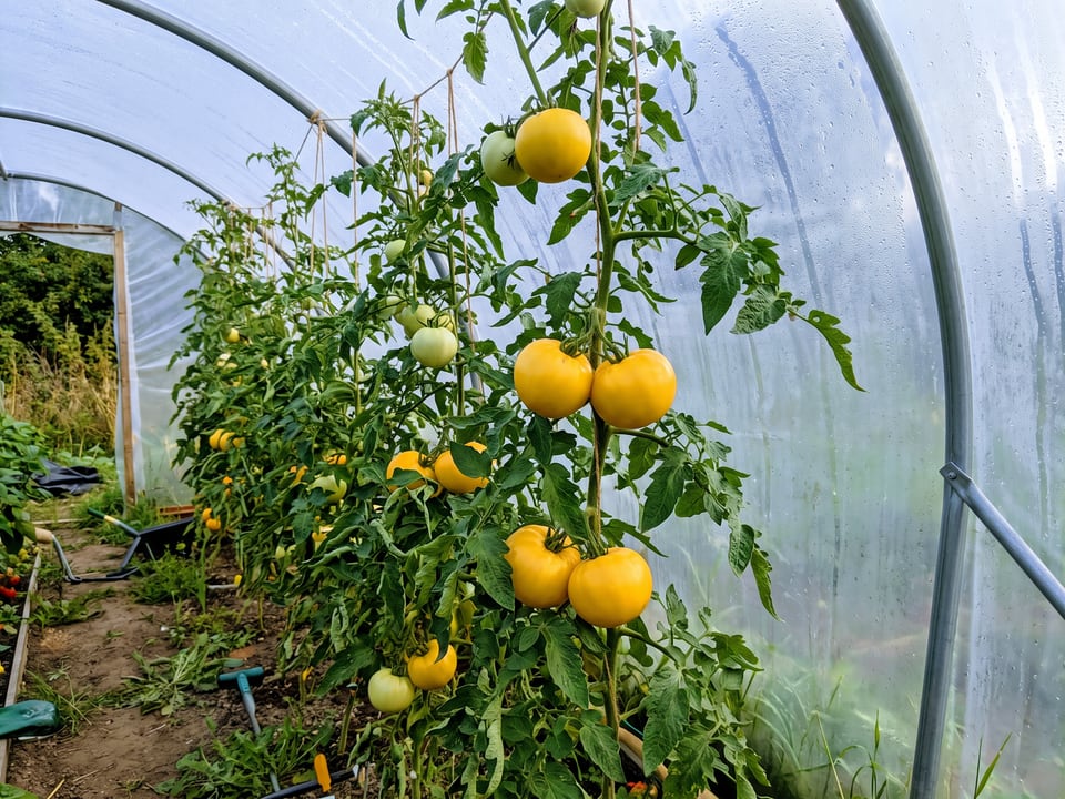 Lemon Boy tomatoes ripening on the vine under cover