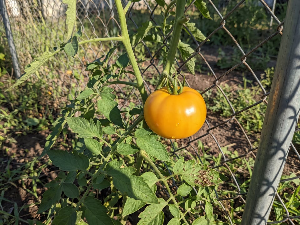 Lemon Boy tomato plant in a garden bed with ripe fruit on the vine