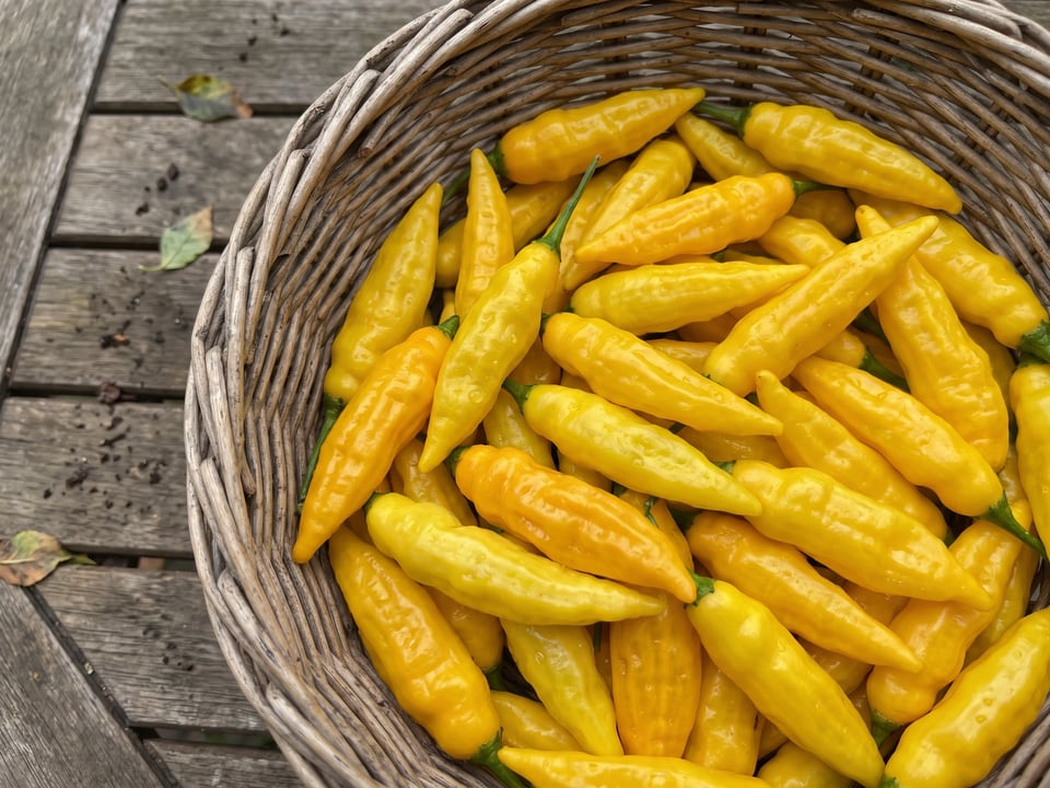 Freshly picked Lemon Drop peppers