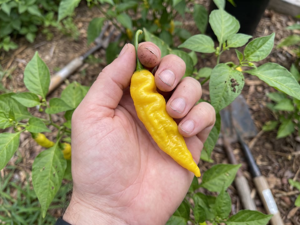 A ripe Lemon Drop pepper pod held in a gardener's hand