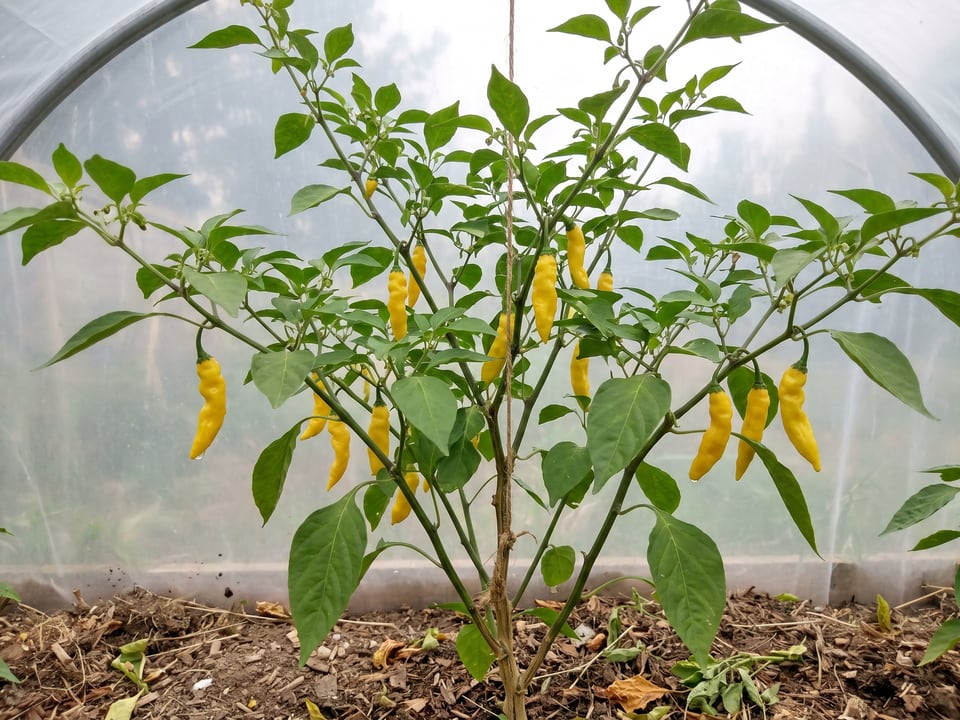 Lemon Drop pepper plant with ripe pods